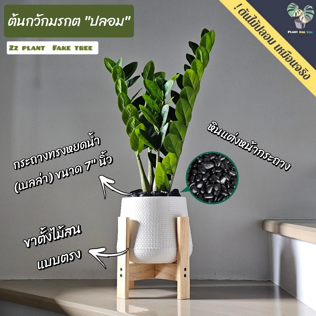 🌿ต้นไม้ปลอม ต้นกวักมรกตปลอม 60 cm. พร้อมกระถาง+หินแต่งหน้ากระถาง+ขาตั้ง ครบชุดพร้อมโชว์ สินค้าพร้อมจัดส่งในไทย🇹🇭