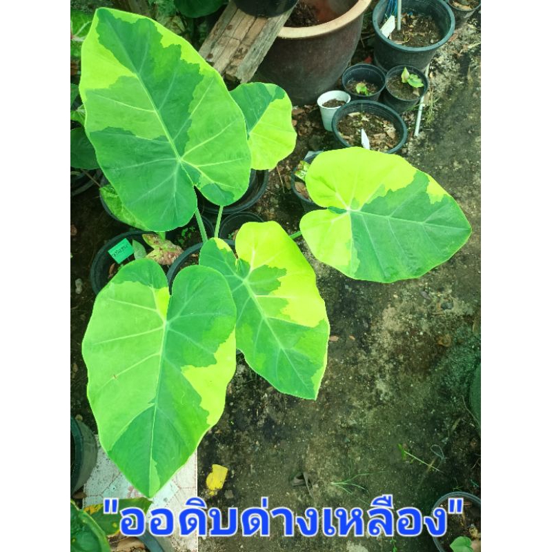 ออดิบด่างเหลืองเป็นทั้งไม้ประดับและพืชผักสวนครัว ส่งกระถาง3-4นิ้ว(29/7/67)