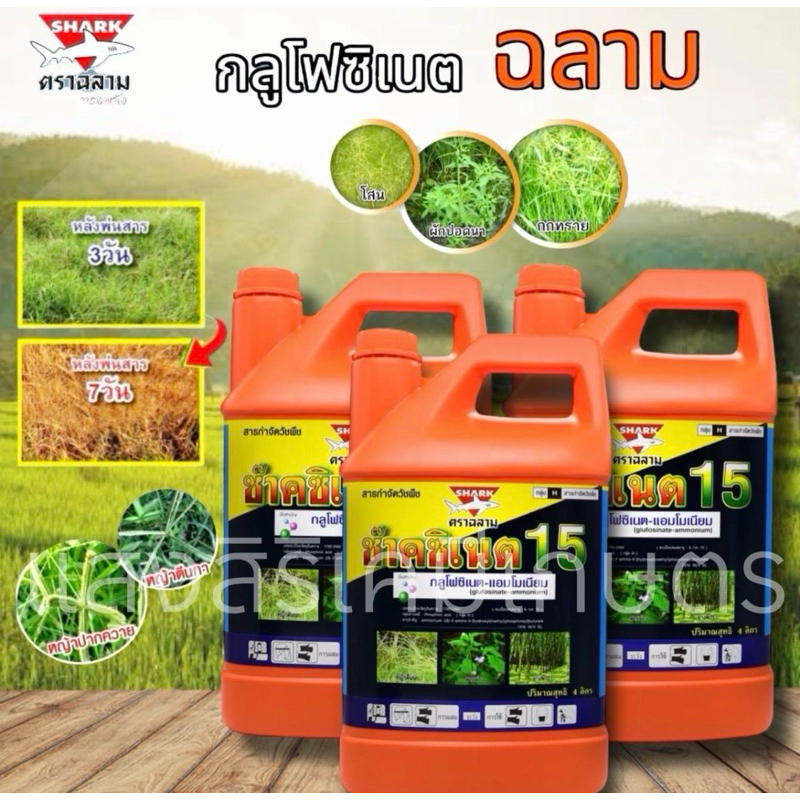 ช๊าคซิเนต15(ขนาด4ลิตร)ตราฉลาม สารกำจัดวัชพืชใบแคบใบกว้า ชนิดดูดซึมกึ่งเผาไหม้ กำจัดได้ทุกวัชพืชใบแคบใบกว้าง