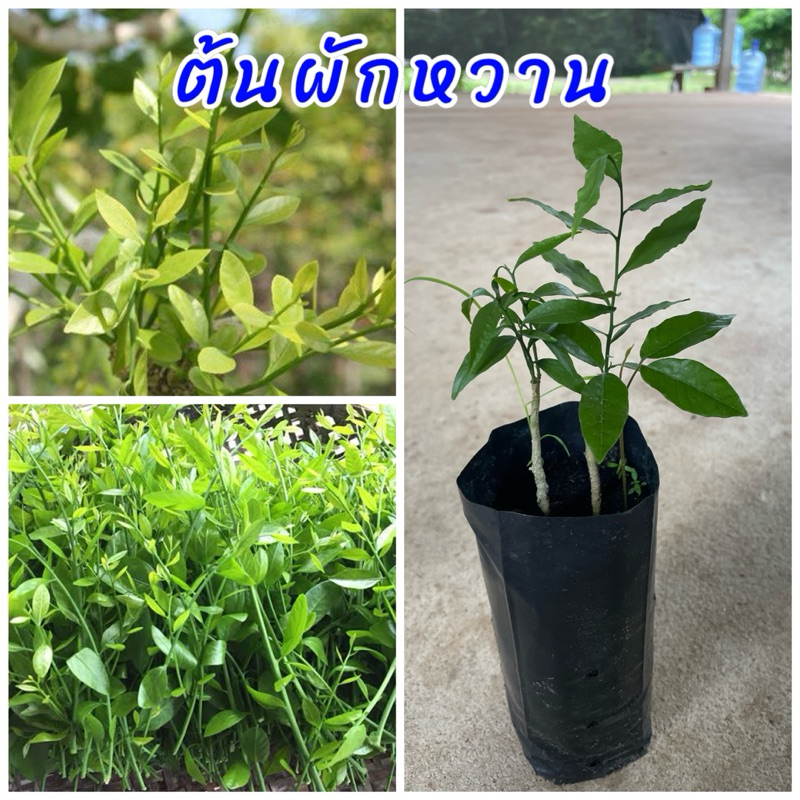 ต้นผักหวานป่า ยอดสีทอง ปลูกง่ายนิยมนำยอดอ่อนมาประกอบอาหาร