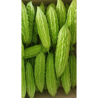 เมล็ดพันธุ์ มะระจีน 4 เมล็ด [ 10แถม2 ]คละได้
