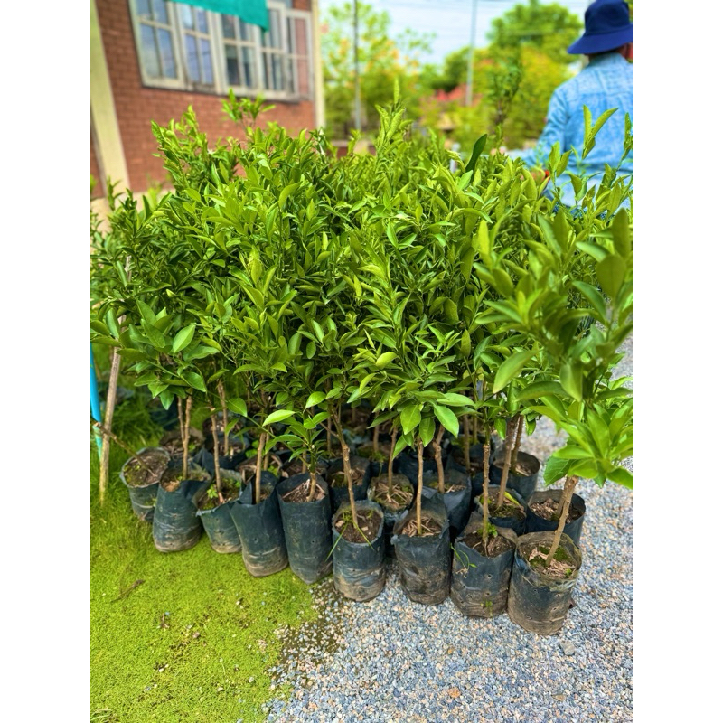 ต้นส้ม  กล้าส้มสายน้ำผึ้ง  จัดส่งฟรี ✅ พร้อมปลูก กิ่งพันธุ์แข็งแรง  ปลูกติดง่าย