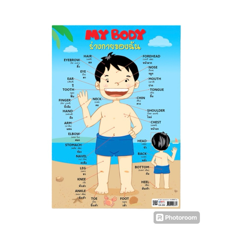 โปสเตอร์ความรู้ ป้ายนิเทศ สื่อการเรียนการสอนเรื่อง ร่างกายของฉัน A4 EA-336-337