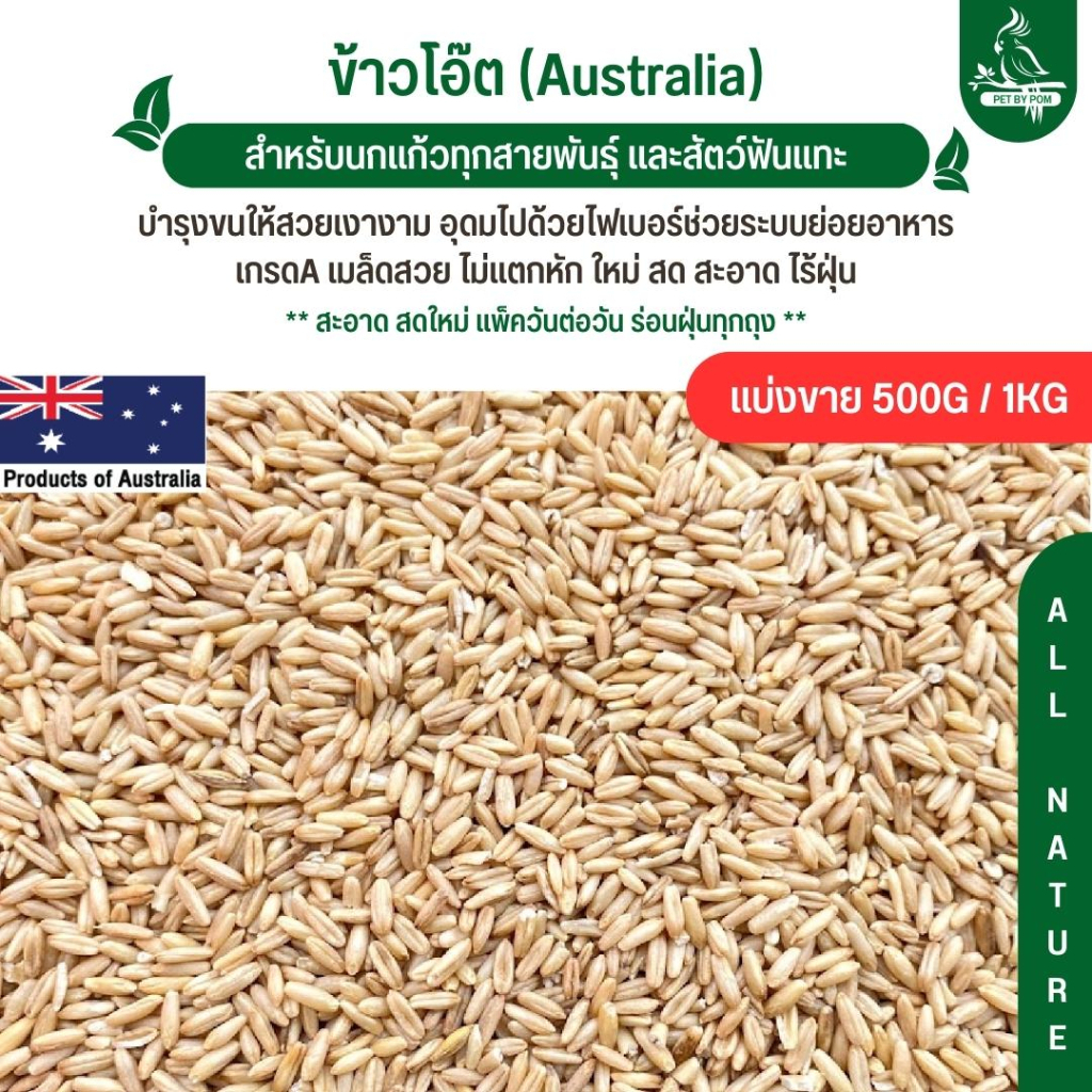 ข้าวโอ๊ต ออสเตรเลีย อาหารเสริมสำหรับนก รับประกันความสะอาด ร่อนฝุ่นทุกถุง (แบ่งขาย 500G / 1KG)
