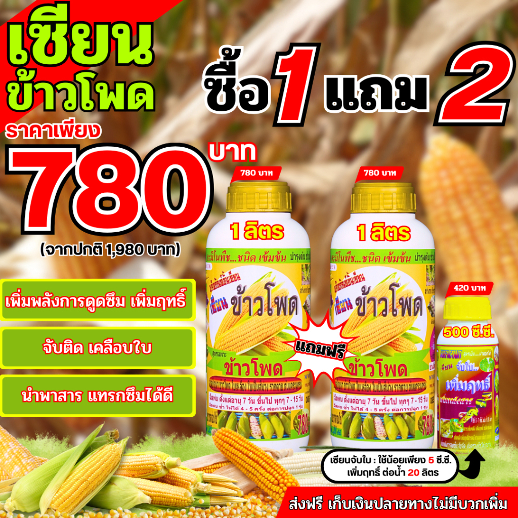 เซียนข้าวโพด 1แถม2 ฟรีจับใบ ทนต่อโรคและแมลง ฝักใหญ่ แกนเล็ก นํ้าหนักดี เพิ่มผลผลิต รากและต้นแข็งแรง