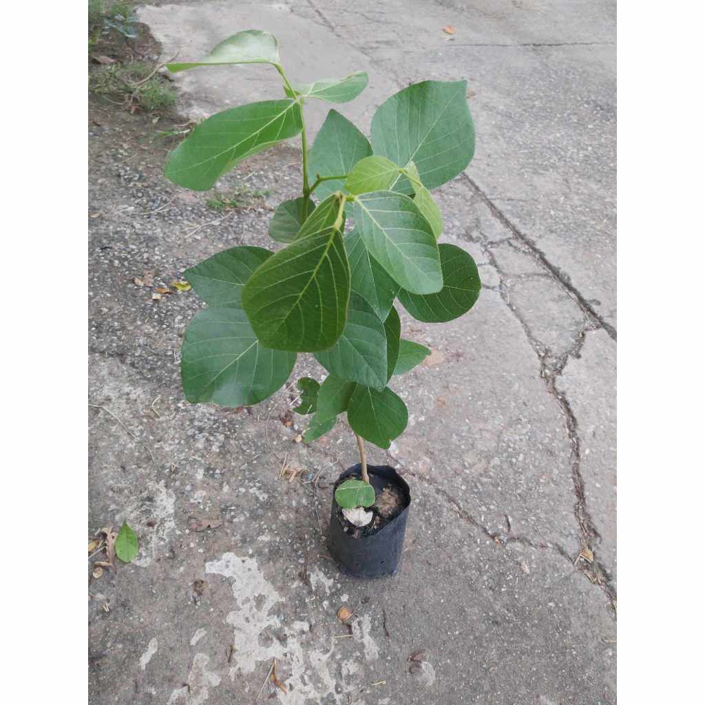 ขายทองกวาวหรือต้นจานมาดอกสีส้มสวย1ถุงดำแข็งแรงพร้อมปลูก เดือนธค-กพจะใบน้อยเพราะผลัดใบตามฤดูกาลไม่ต้องตกใจเดียวจะแตกใบใหม - รูปที่ 2