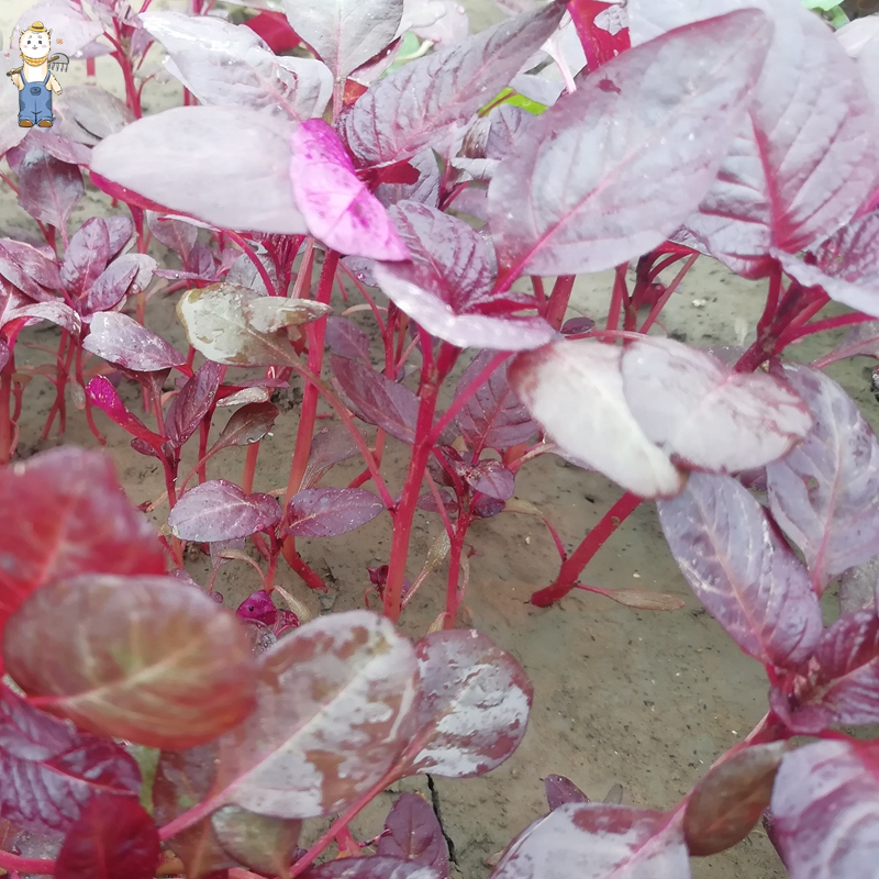 การปลูกในร่ม เมล็ดผักผักโขมแดง 1000 เมล็ด( Thai red spinach seeds)ปลูกง่าย อัตราการงอกสูง การปลูกแบบได้ผลผลิตเร็ว - รูปที่ 3