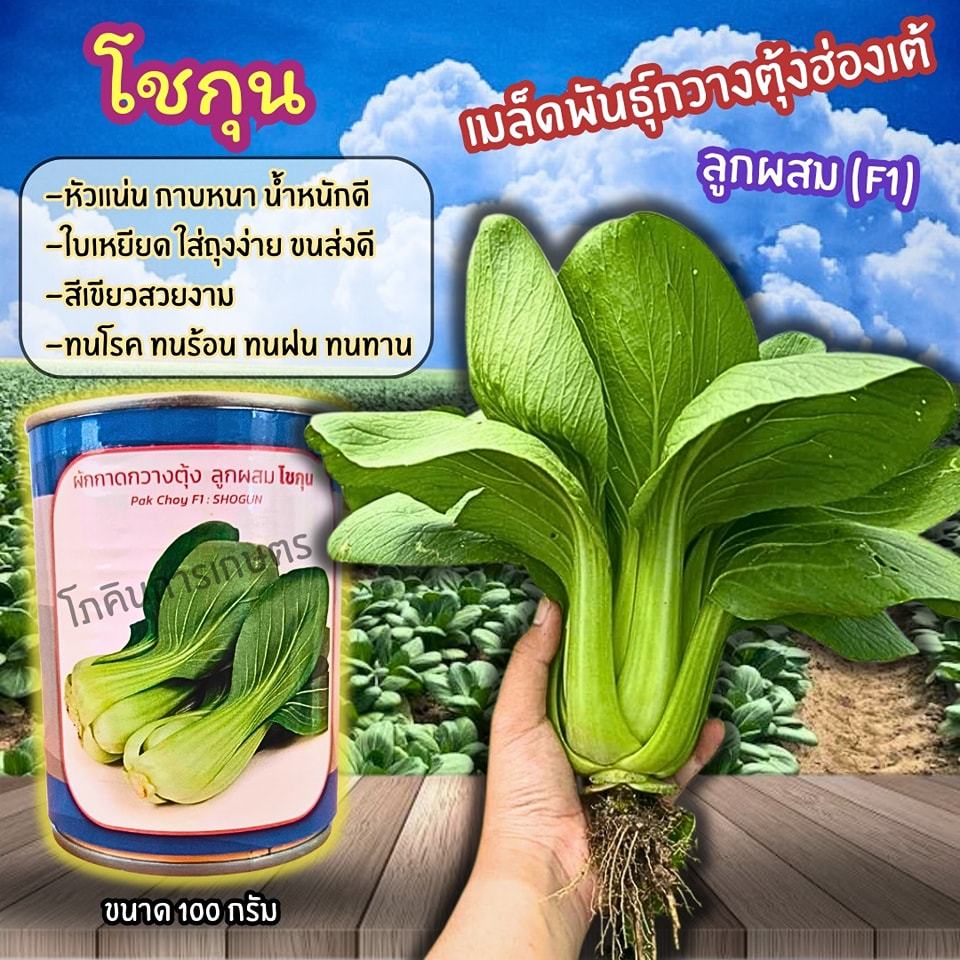 เมล็ดพันธุ์กวางตุ้งฮ่องเต้โชกุน F1 ขนาด 100 กรัม