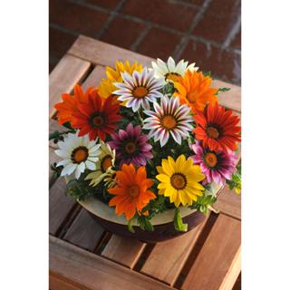 AGA SHOP *New 2024* เมล็ดพันธุ์ กาซาเนีย นิวเดย์ 100 เมล็ด