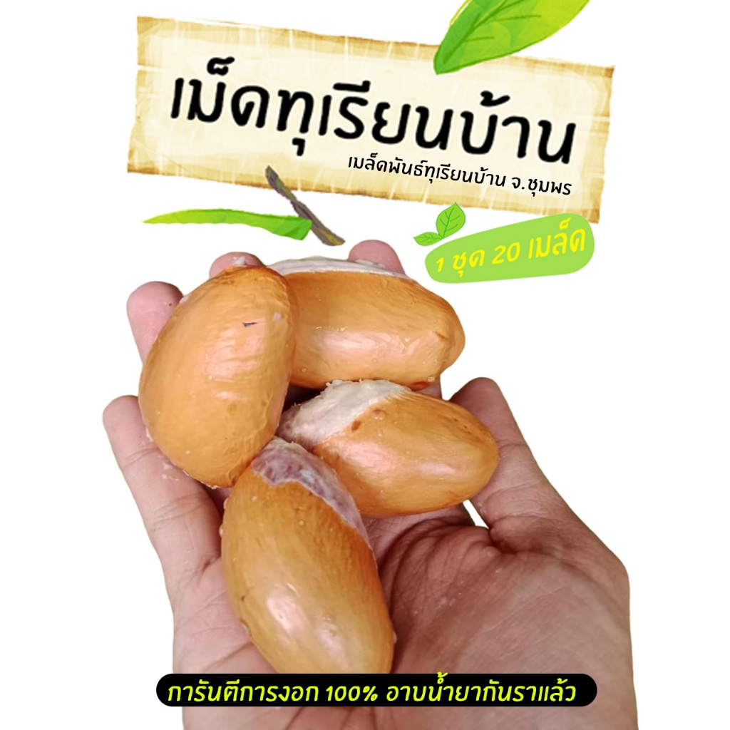เมล็ดพันธุ์ทุเรียนบ้าน เม็ดทุเรียนบ้าน 20เม็ดจากต้นทุเรียนบ้านภาคใต้ 20 เมล็ด