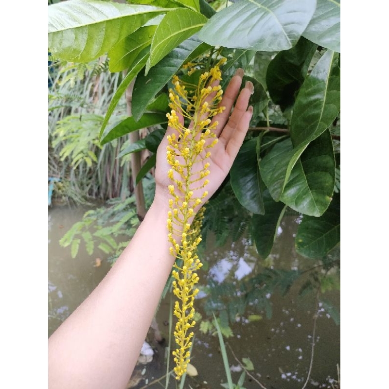 ต้นโซ่ทองคำ(Golden Chain) เป็นไม้พุ่ม (งานถุง) ออกดอกสวยเป็นช่อยาว ดอกสีเหลือง ต้นแข็งแรงพร้อมปลูก