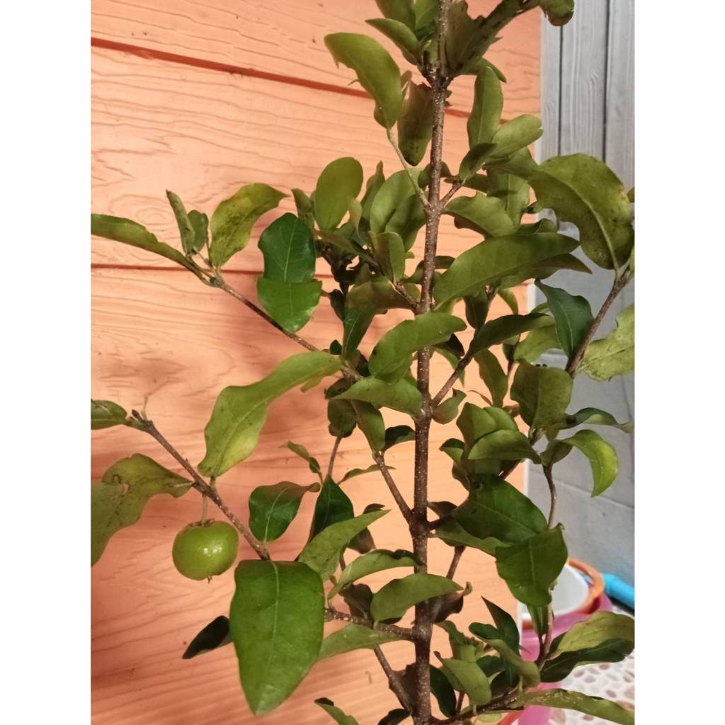 ต้นเชอร์รี่หวาน (แบบกิ่งตอน) ขนาดความสูง 60-70 ซม. - รูปที่ 3