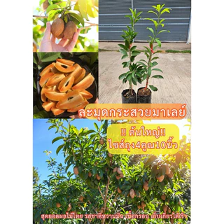 #ต้นละมุดกระสวยมาเลย์ (เสียบยอดต้นใหญ่ ถุง4คูณ10 นิ้ว) สูงราว50-70เซน ให้ผลไวภายใน1ปี #ละมุดกระสวยมาเลย์
