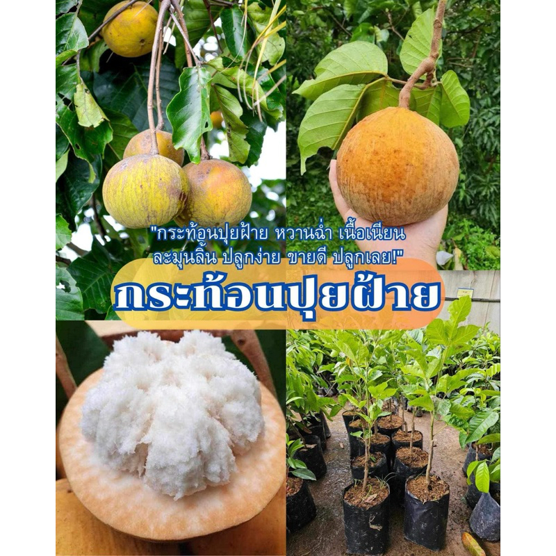 #ต้นกระท้อนปุยฝ้าย (ติดตา) ( สูงราว30-60เซน) ให้ผลไวภายใน1-2ปี #กระท้อนปุยฝ้าย
