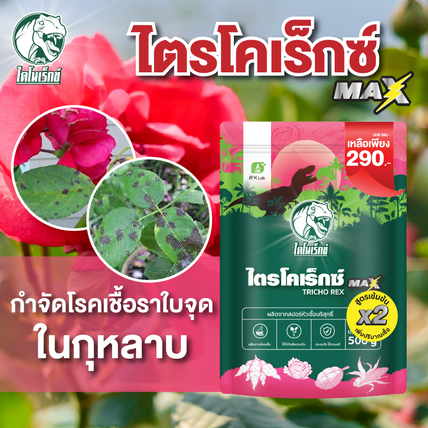 กำจัดเชื้อรา สาเหตุของโรคใบจุด ในดอกกุหลาบ ไตรโคเดอร์มา ไตรโคเร็กซ์ ปลอดภัยต่อคนและสัตว์เลี้ยง
