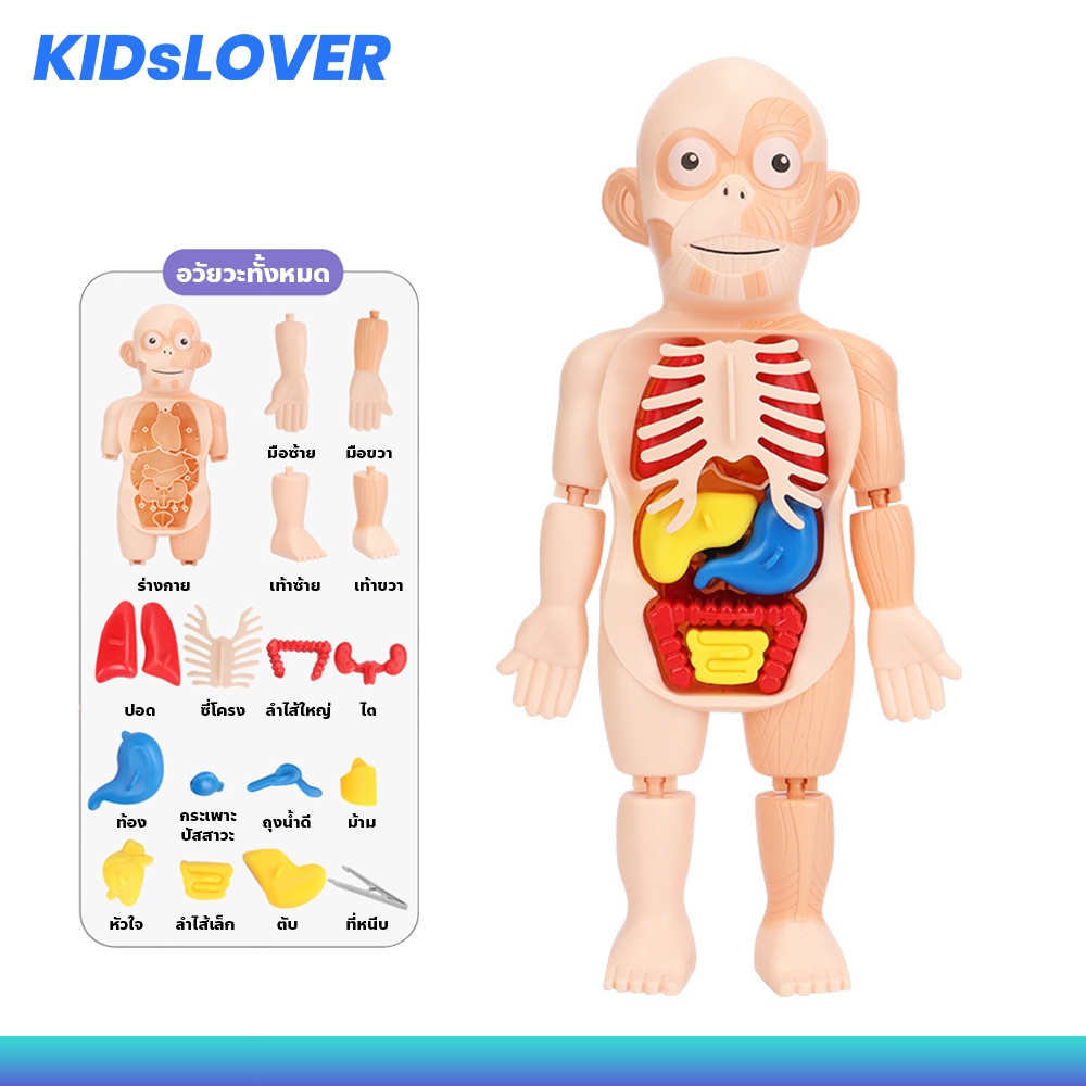 Kidslover หุ่นจำลองอวัยวะ ของเล่นเด็ก เพื่อการศึกษา อวัยวะของมนุษย์ Human Body Model