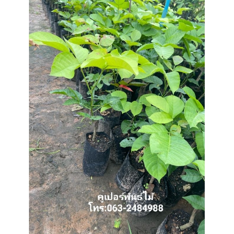 ต้นติดตากระท้อนปุยฝ้าย(ต้นส่งสูง40ซม.)