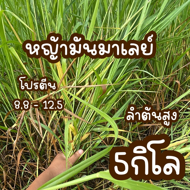 พันธุ์ หญ้ามันมาเลย์ ให้สัตว์  อาหารกระต่าย อาหารวัว อาหาร หนู