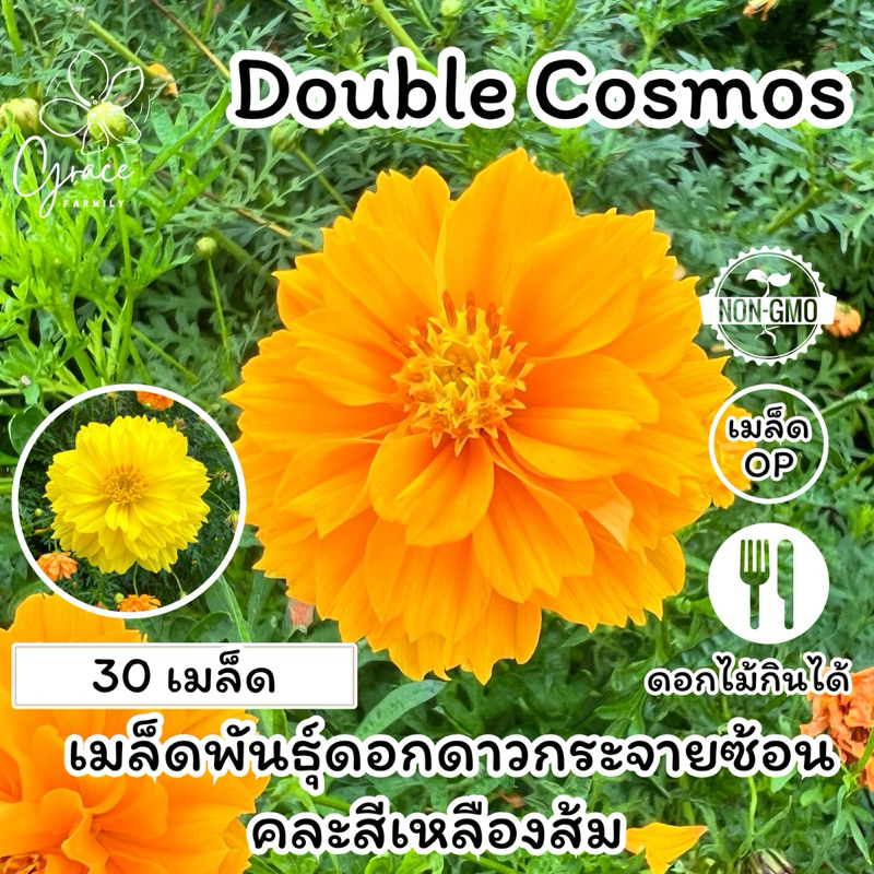 เมล็ดพันธุ์ดาวกระจายซ้อนสีเหลืองส้ม Double Cosmos Mexican Aster เมล็ดพันธุ์ดอกไม้กินได้ ดอกดาวกระจายซ้อน