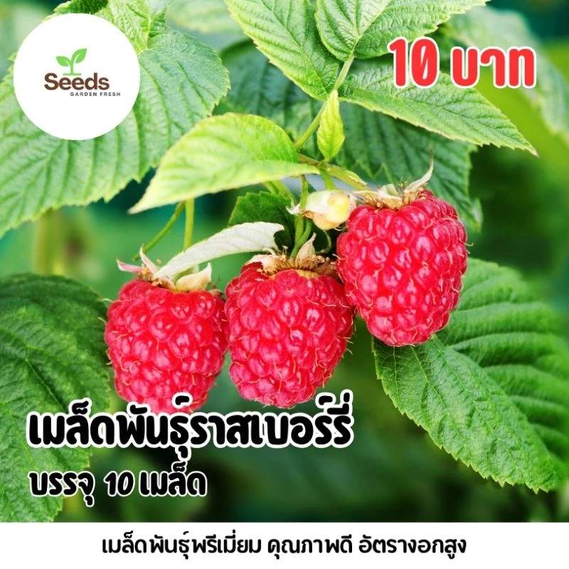 เมล็ดพันธุ์ราสเบอร์รี่ บรรจุ 10 เมล็ด