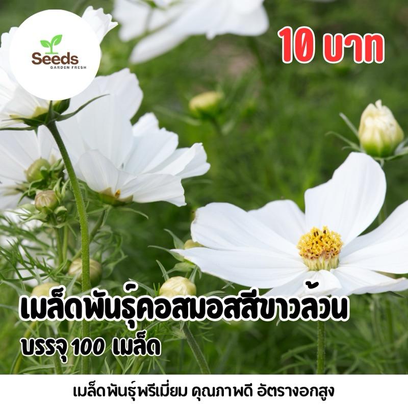 สุดคุ้ม!!! เมล็ดดอกคอสมอสสีขาวล้วน บรรจุ 100 เมล็ด มีวิธีปลูกแถมไปในกล่อง