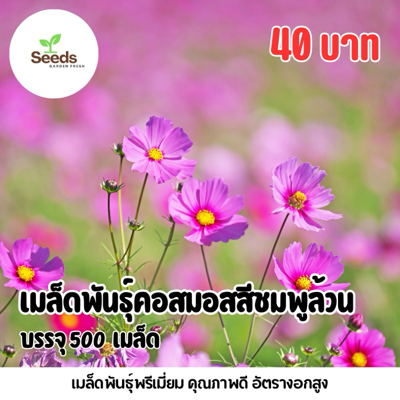 เมล็ดพันธุ์ดอกคอสมอสสีชมพูล้วน บรรจุ 500 เมล็ด มีแถมวิธีปลูก