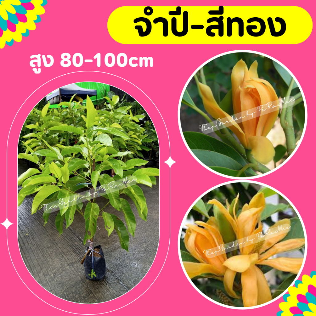 ต้นจำปีสีทอง ไม้ดอกหอม สูง 80-100 cm.