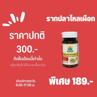 สมุนไพรรากปลาไหลเผือก