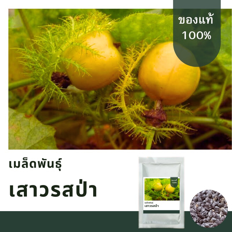 เมล็ดพันธุ์กะทกรกป่า บรรจุ 75 เมล็ด 📌เมล็ดพันธุ์ใหม่ งอกดี