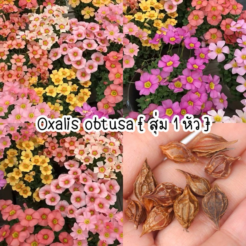 สุ่มคละสีดอก 1 หัว oxalis obtusa ฤดูเก็บเกี่ยวของปีนี้ บางหัวเริ่มงอกแล้ว