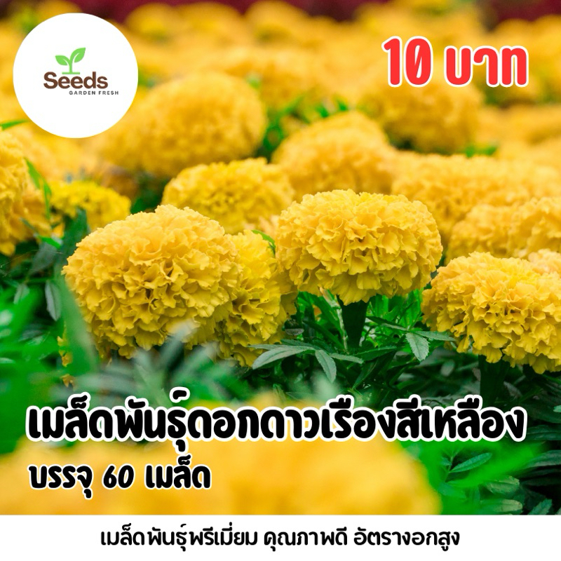 เมล็ดพันธุ์ดอกดาวเรืองสีเหลือง บรรจุ 60 เมล็ด/ซอง