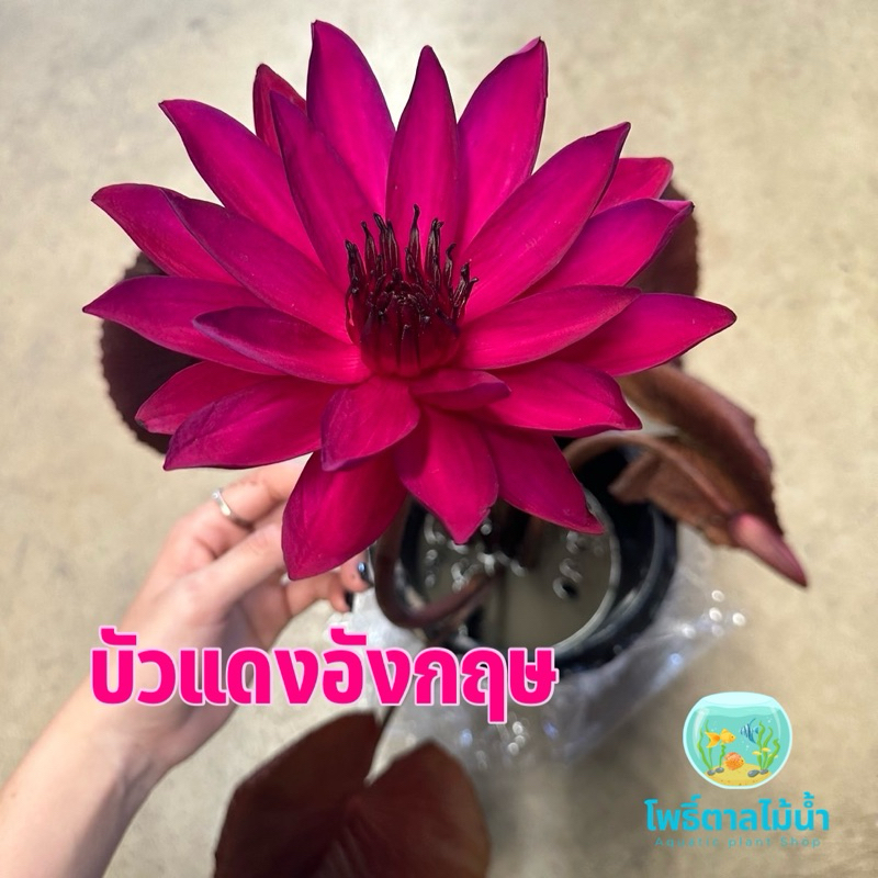 บัวแดงอังกฤษ บัวแดงซุปเปอร์เรส ขายต้นไม่รวมกระถาง (มีทั้งต้นและเหง้า)