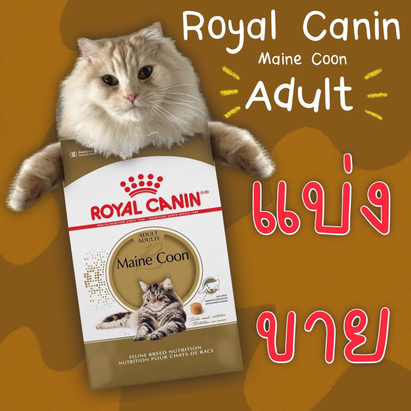 **แบ่งขาย** Royal Canin Maine Coon Adult สำหรับแมวโต พันธุ์เมนคูน
