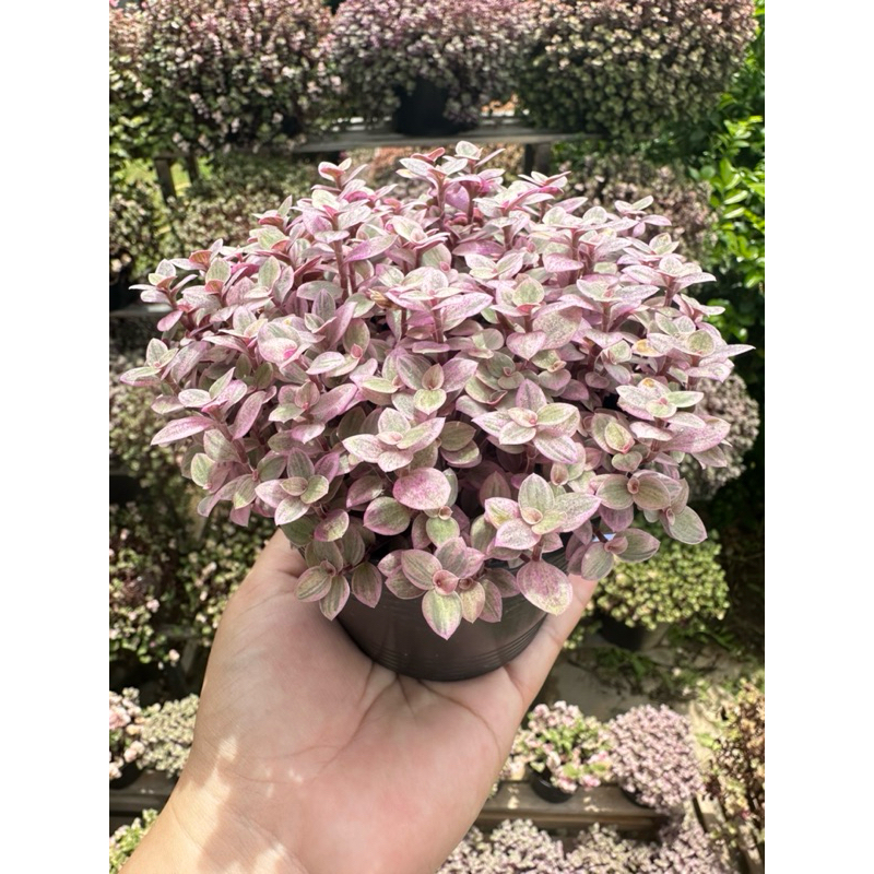 ริ้บบิ้นชาลี ส่งทั้งกระถาง 3“ 4” สีด่างชมพูหวานๆ
