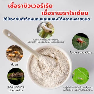 เมธาบิว สูตรเข้มข้น เชื้อราบิวเวอร์เรีย + เชื้อราเมธาไรเซียม แบบผง ปลอดภัย 100 %