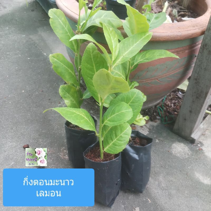 กิ่งตอนต้นมะนาวเลมอน Lemon tree cutting ให้ผลสีเขียว เมื่อแก่จัดจะเป็นสีเหลือง รสชาดเปรี้ยวไม่จี๊ดช