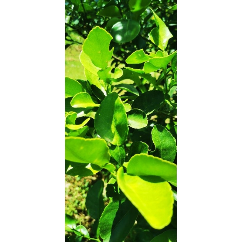 ใบส้มซ่าสดตัดสดส่งปลูกแบบปลอดสาร​50กรัม - รูปที่ 2