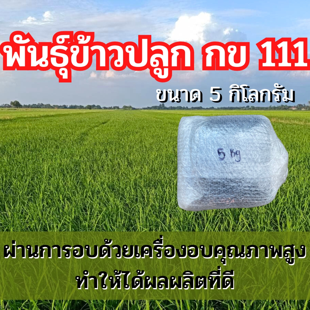 ข้าวปลูก กข 111 พันธุ์ข้าว กข 111 พันธุ์ข้าวปลูก กข 111 (เจ้าพระยา 72) พันธุ์นี้ได้ผลผลิตสูง ขนาด 5 กิโลกรัม