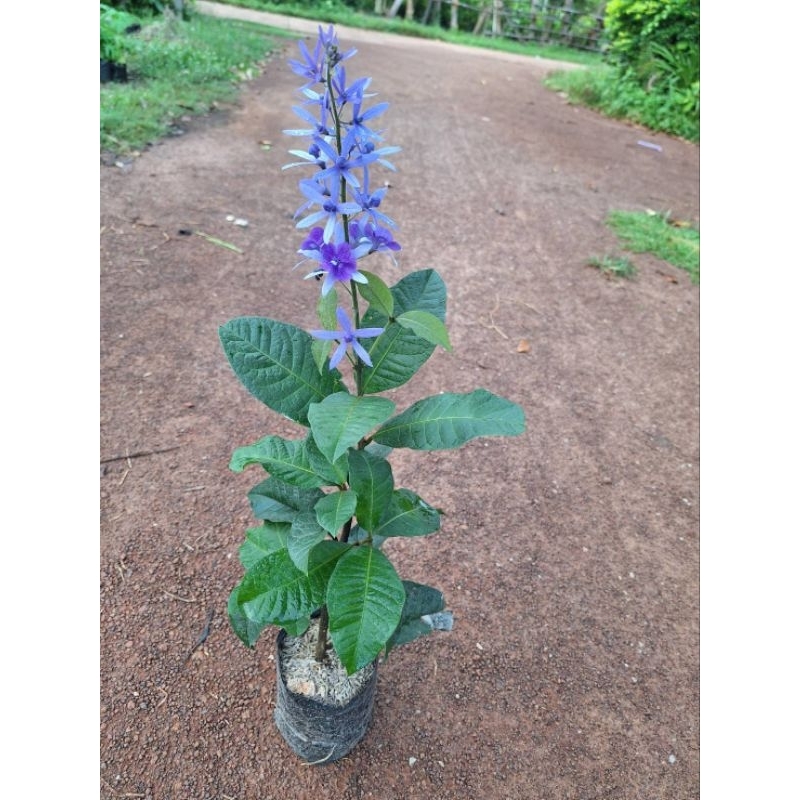 ต้นพวงครามม่วงออสเตรเลีย/ไม้เถาเลื้อยปลูกขึ้นซุ้มดอกสีม่วงสวย