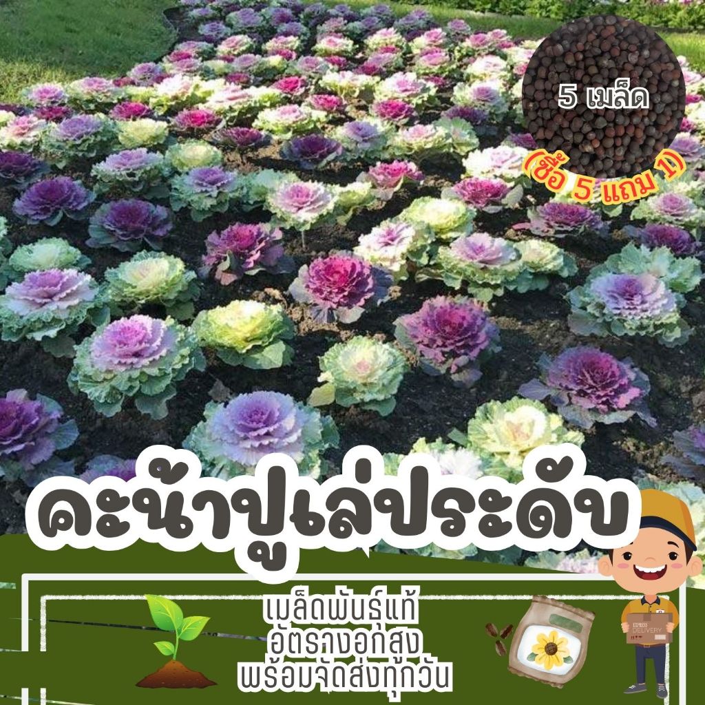 เมล็ด คะน้าปูเล่ ปูเล่ประดับ คละสี แบ่งขาย (ซื้อ 5 แถม 1)