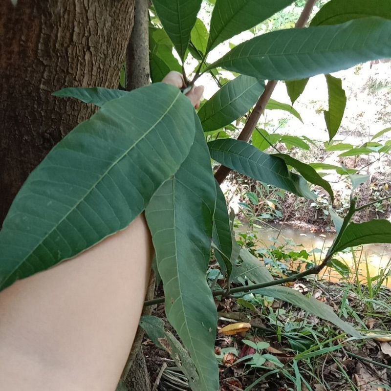 ใบมะม่วงยายกล่ำ GIสวนนนทบุรี 25ใบ50บาท