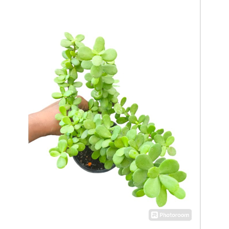 🍀🍀เบี้ยเศรษฐี /ไม้ฟอกอากาศ🍀🍀 - รูปที่ 2