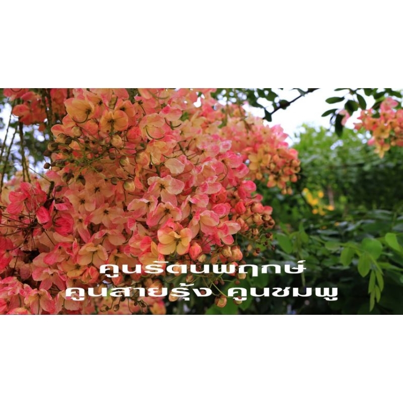 ส่งฟรี เก็บ​เงินปลายทาง กิ่งตอนต้นคูณสายรุ้งรัตนพฤกษ์ คูนสายรุ้ง คูนชมพู คูนเรนโบว์ ไม้มงคล