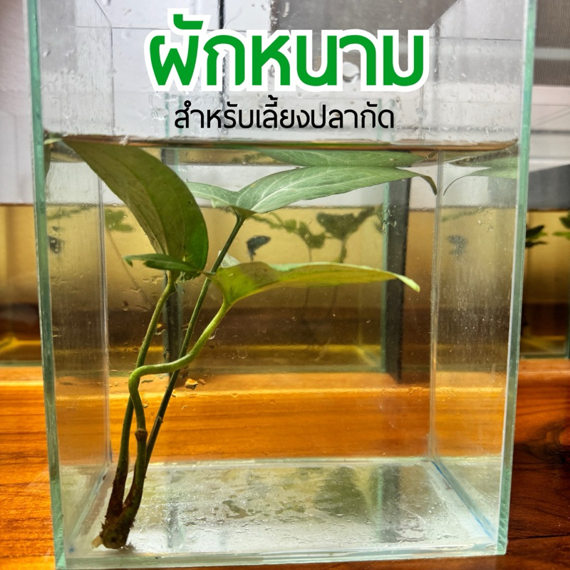 KPK ผักหนาม พืชน้ำเลี้ยงปลา ผักหนามเลี้ยงปลากัด