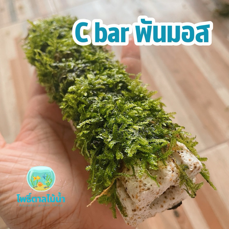 ซีบาร์พันมอส C bar กรองตู้ปลาให้น้ำใสขึ้น เป็นที่อยู่ของแบคทีเรียมีประโยชน์ เป็นที่อยู่กุ้งแคระได้