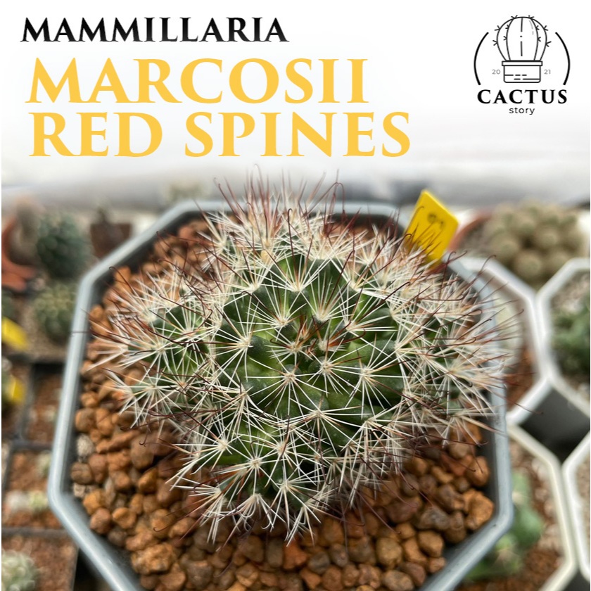 Mammillaria marcosii Red Spines ไม้เมล็ดกระถาง 4 นิ้ว