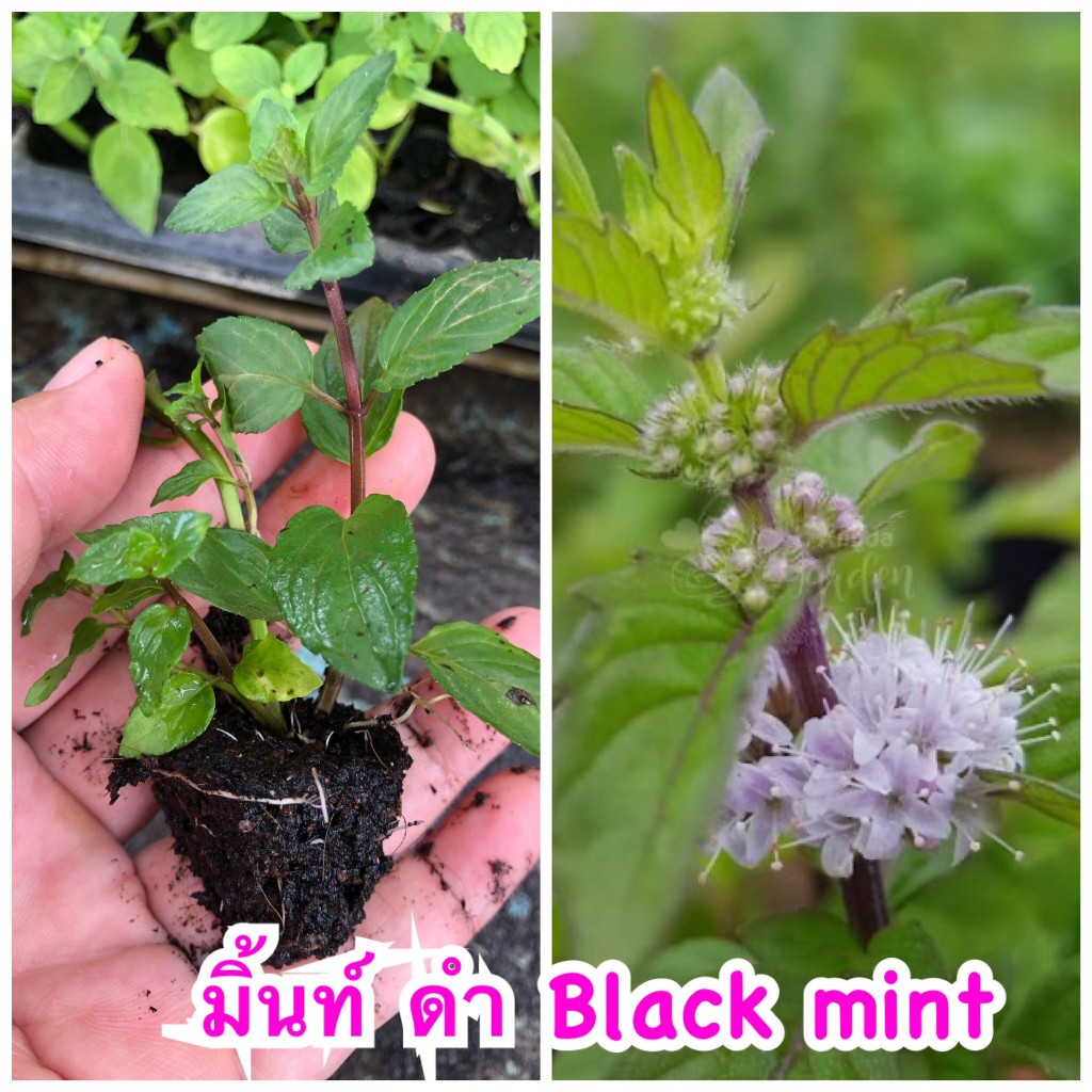 มินต์ดำ หรือ แบล็กมินต์  *Black Mint * ส่งแบบกิ่งปักชำมีรากสมบูรณ์
