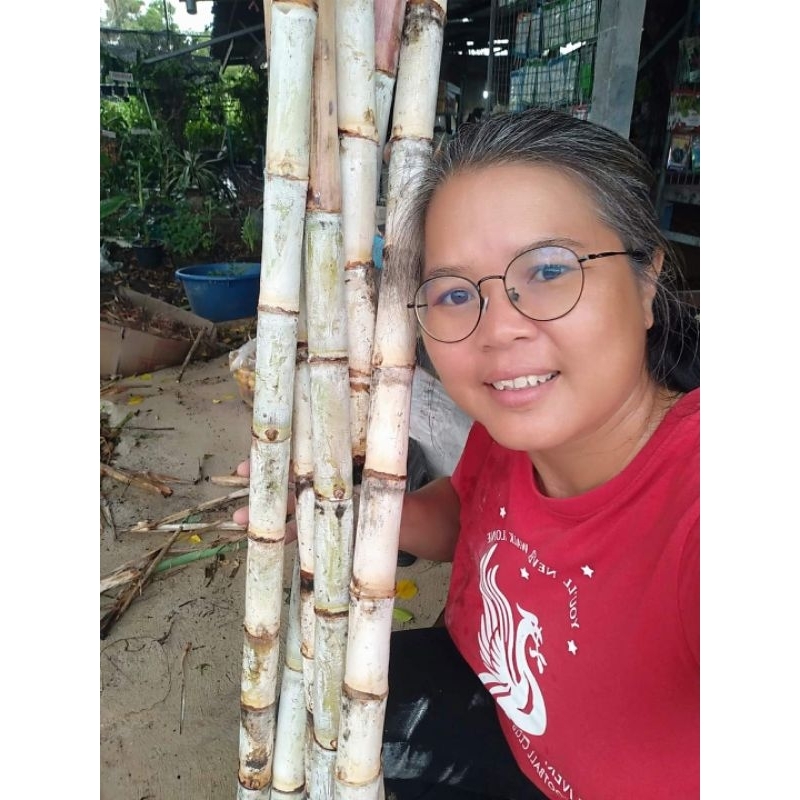 อ้อยตะเภาขาว ขายท่อนพันธุ์1ชุด10ท่อน100บาท(สำหรับปลูก)