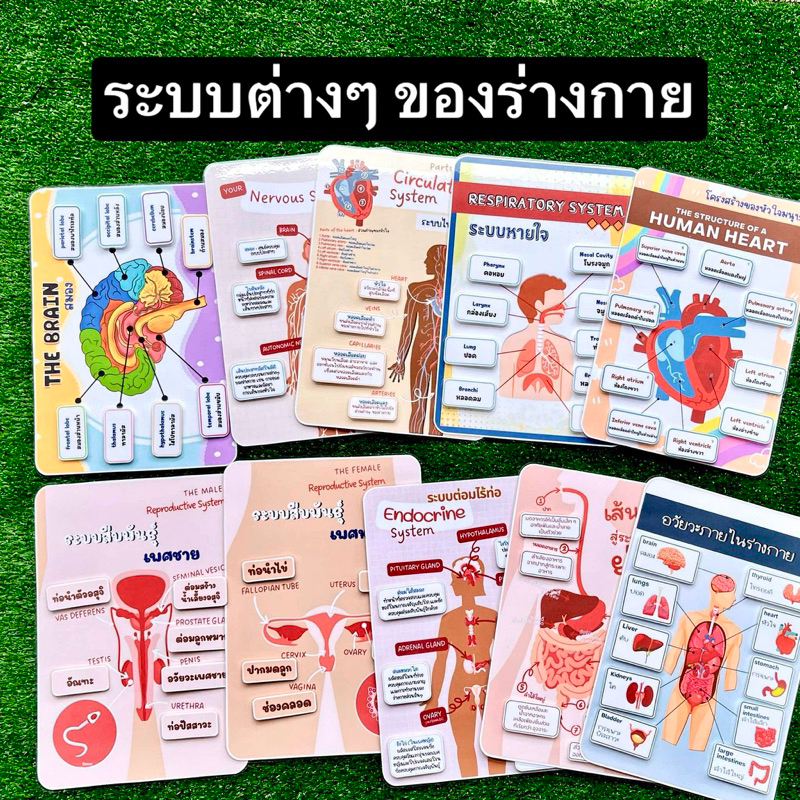 ระบบต่างๆของร่างกาย 10ระบบ สื่อการสอนวิทยาศาสตร์ สุขศึกษา สื่อการสอนทำมือ ขนาดเต็มหน้า A4