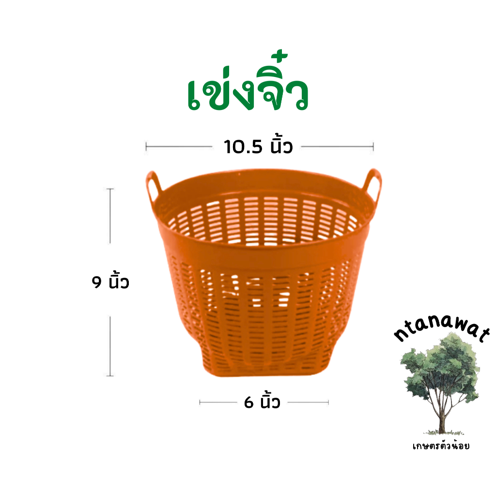 เข่งจิ๋ว (10.5นิ้ว) เข่งพลาสติก เข่งปลูกต้นไม้ ตะกร้าพลาสติก ตะกร้า - รูปที่ 3